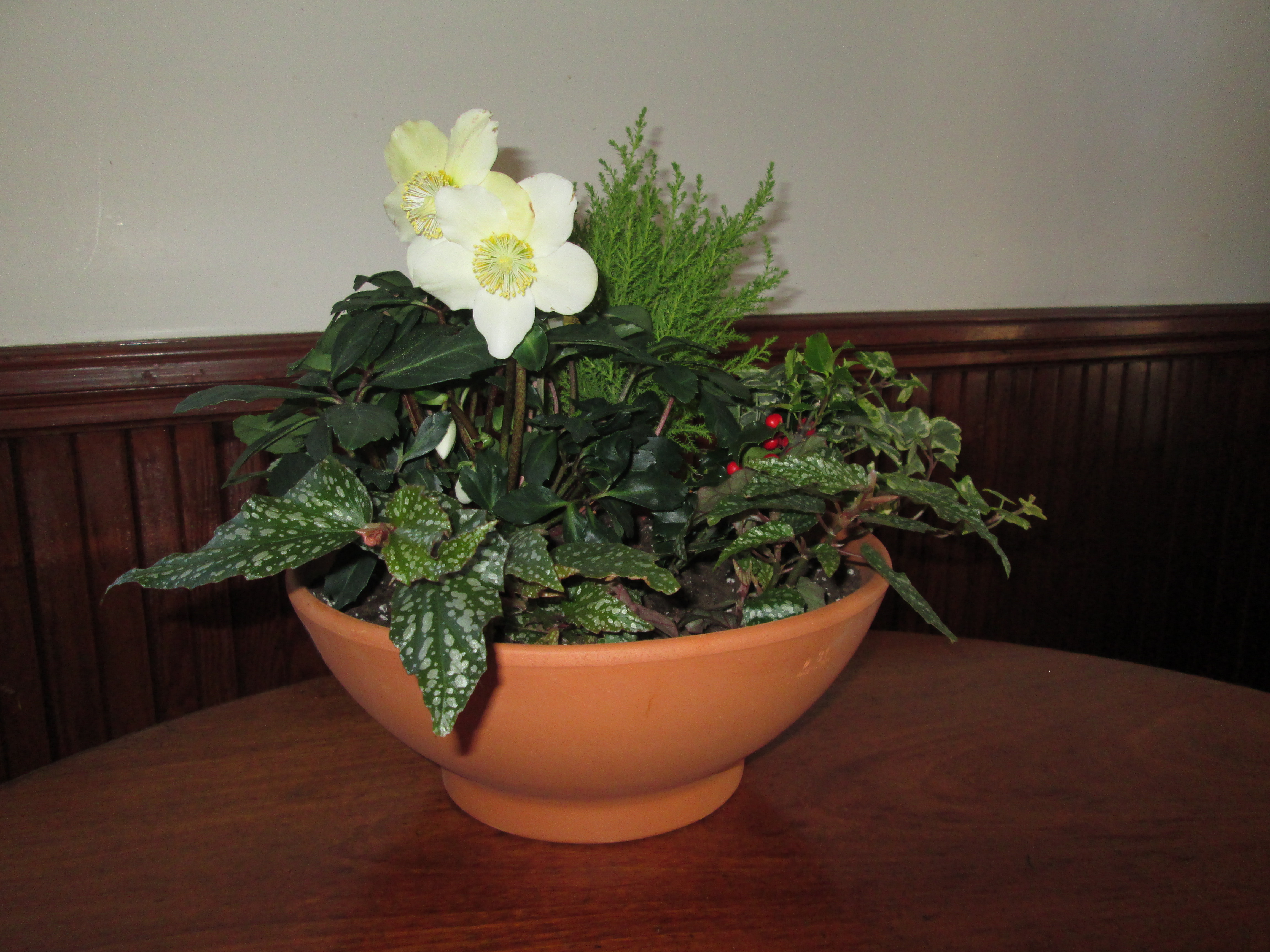Winter plants terra cotta pot arrangement 12.14